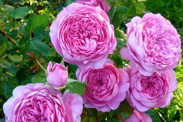 尚塔爾月季只開(kāi)一季花嗎？