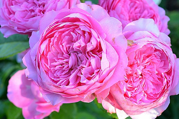 尚塔爾月季只開(kāi)一季花嗎？