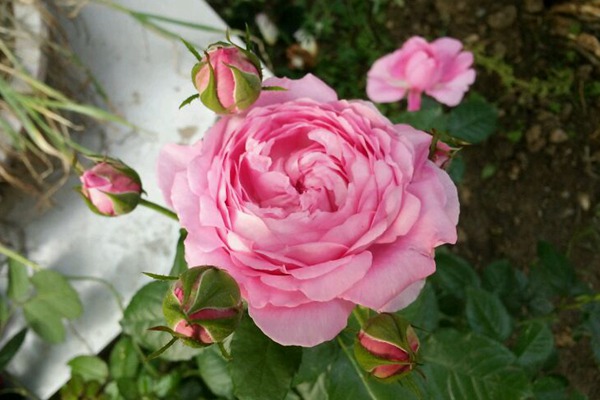 尚塔爾月季只開(kāi)一季花嗎？