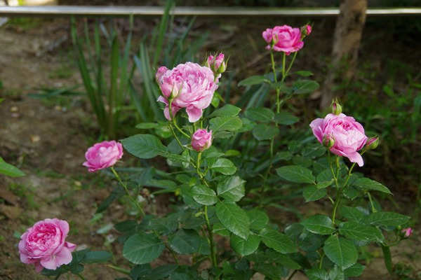 尚塔爾月季只開(kāi)一季花嗎？