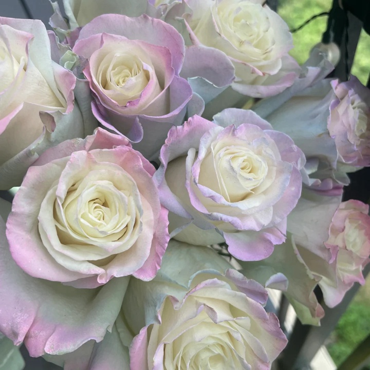 歐若拉極光 Aurora Roses Bouquet