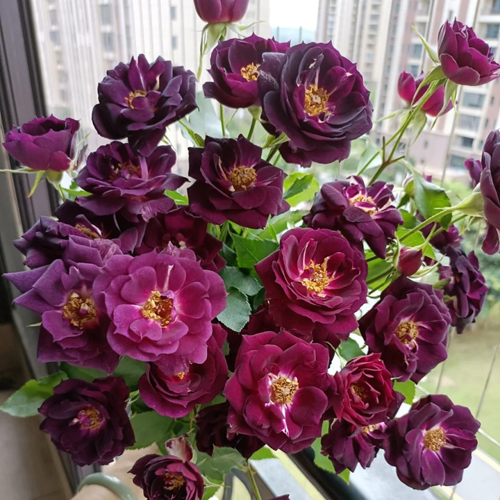 月季午夜深藍花色會變嗎