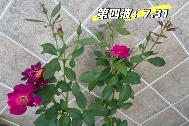 月季午夜深藍花色會變嗎