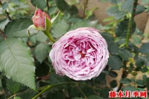 青金石和藍(lán)月石月季哪個(gè)好