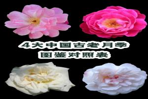 中國古老月季四大老種是哪四個？