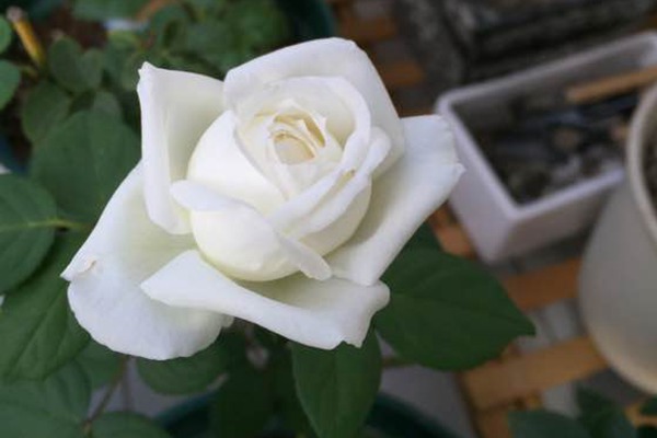 婚禮之路和坦尼克哪個好養(yǎng)
