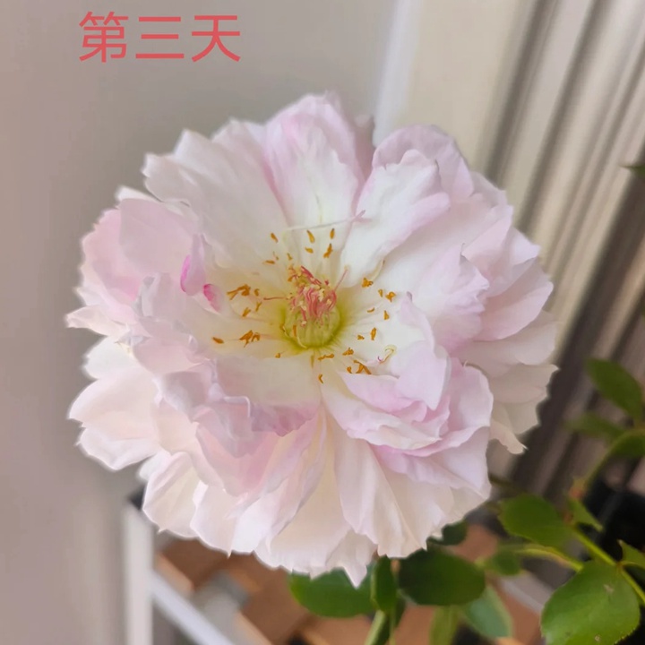 瑪莎月季花一朵花能開(kāi)多久