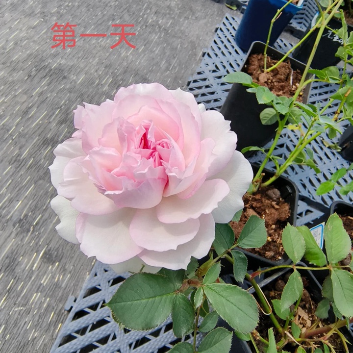 瑪莎月季花一朵花能開(kāi)多久