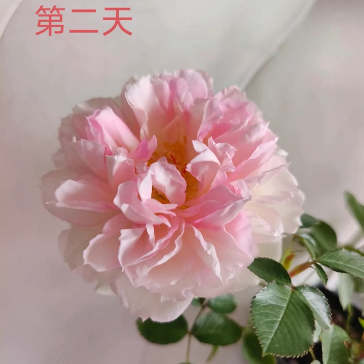 瑪莎月季花一朵花能開(kāi)多久