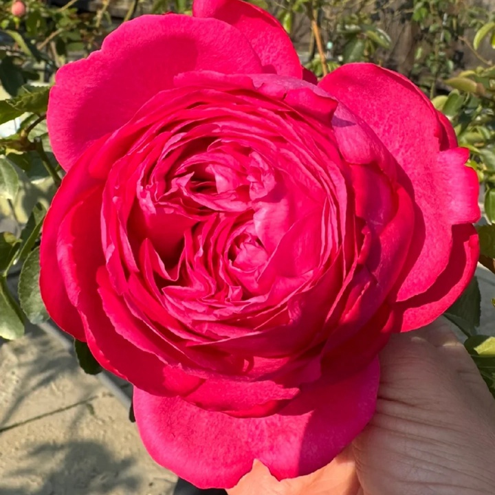 伊芙卡爾曼月季怎么樣