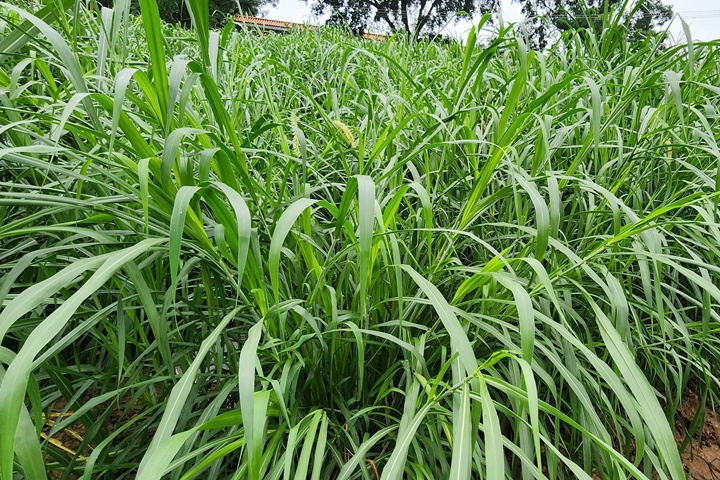 一畝地一年能出多少斤草