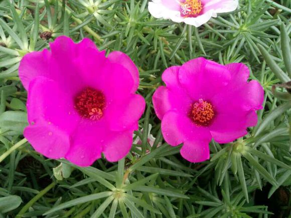 太陽花種子多久發(fā)芽多久開花？