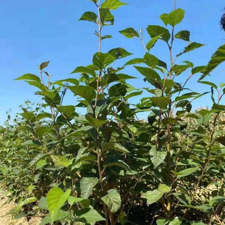 高海拔的地方適合種什么樹？
