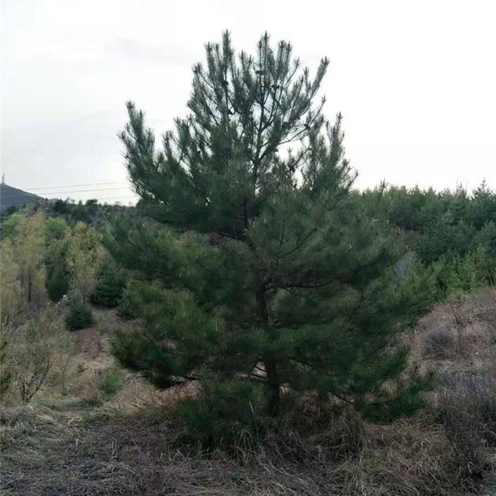 高海拔的地方適合種什么樹？