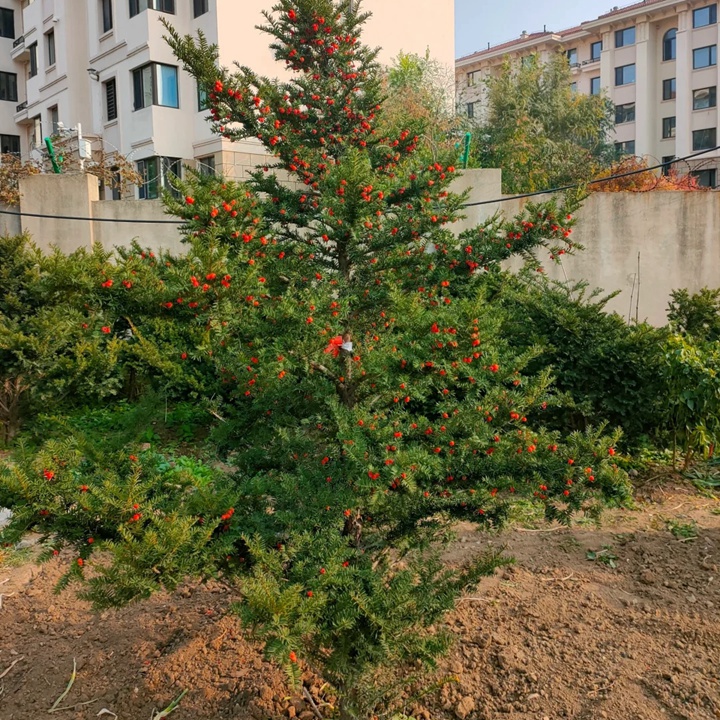 高海拔的地方適合種什么樹？