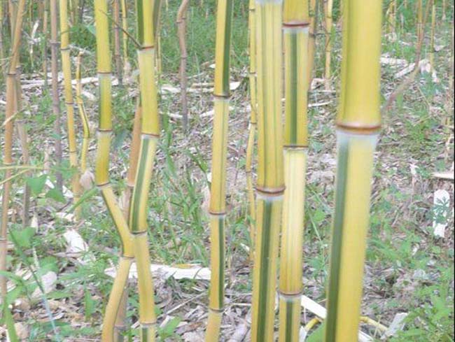 四季常綠的竹子品種有哪些？