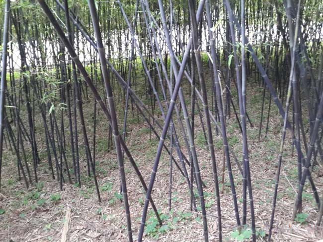四季常綠的竹子品種有哪些？