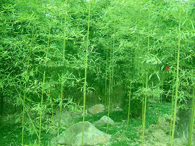 四季常綠的竹子品種有哪些？