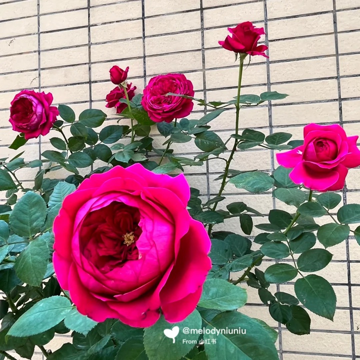 雙人芭蕾月季適合陽(yáng)臺(tái)嗎