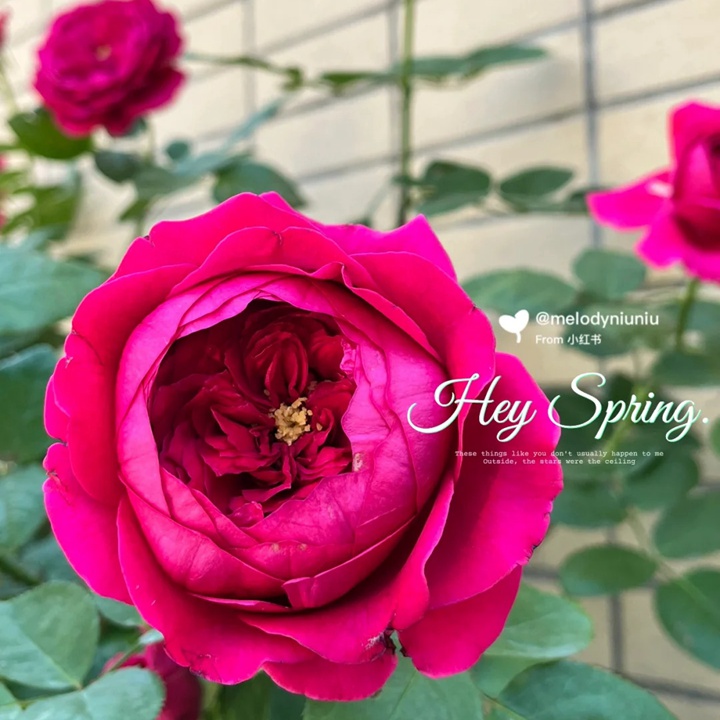 雙人芭蕾月季適合陽(yáng)臺(tái)嗎