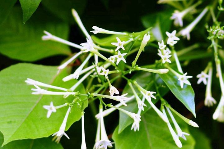 夜來香的花語(yǔ)和特殊含義