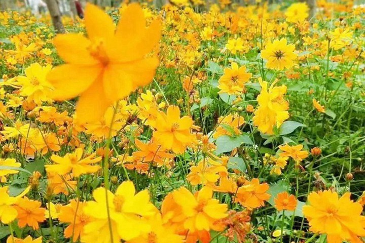 海拔3000米以上適合種植什么植物？