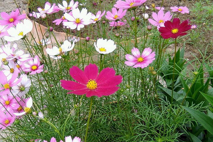 格桑花花朵是什么樣子的