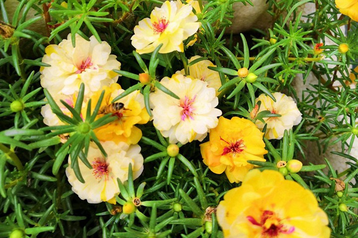 太陽花播種后一般幾天發(fā)芽？