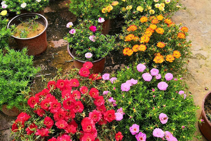 太陽花播種后一般幾天發(fā)芽？