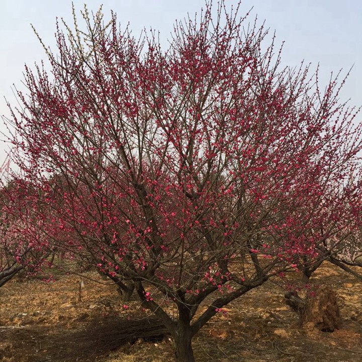 紅梅樹(shù)什么時(shí)候移栽成活率高