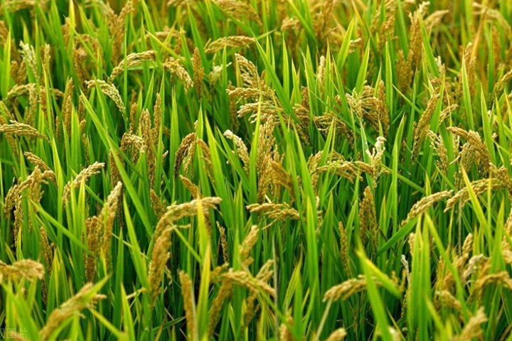 常年有水的田適合種植什么？