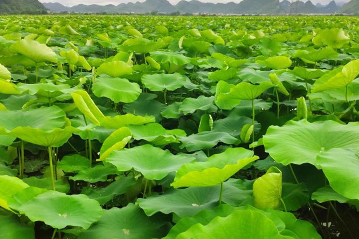常年有水的田適合種植什么？