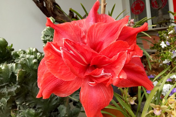 朱頂紅毒性最強(qiáng)的表現(xiàn)