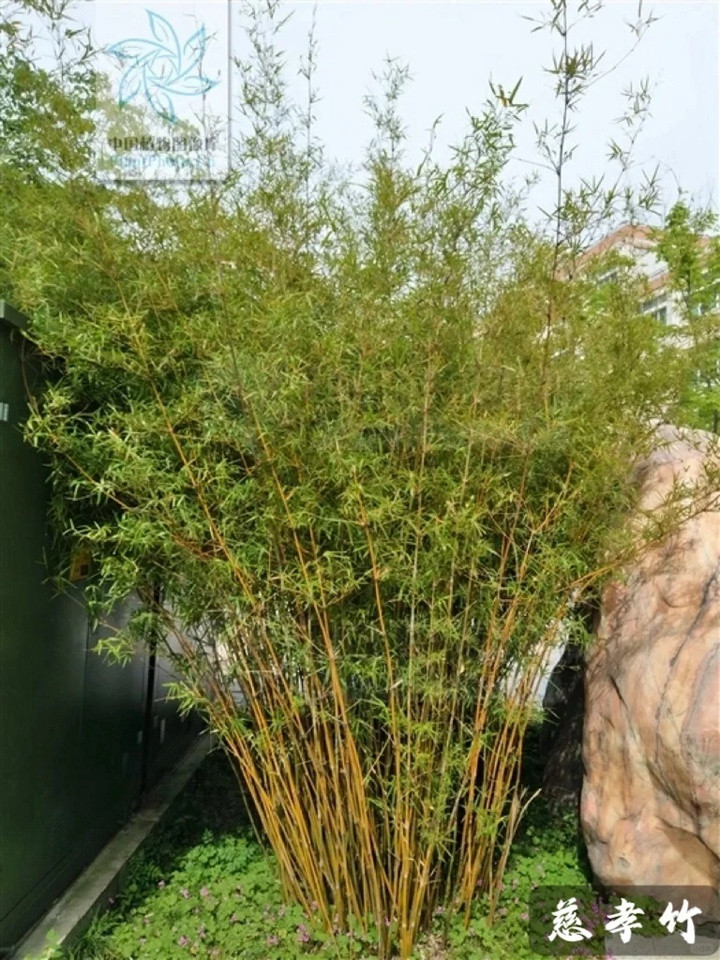 四川有哪些竹子品種？