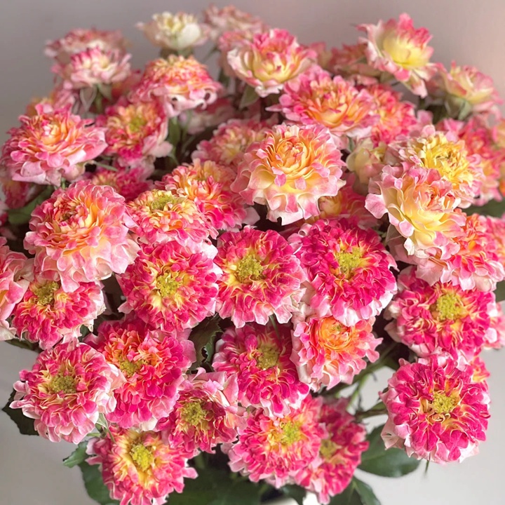 ?？?號月季