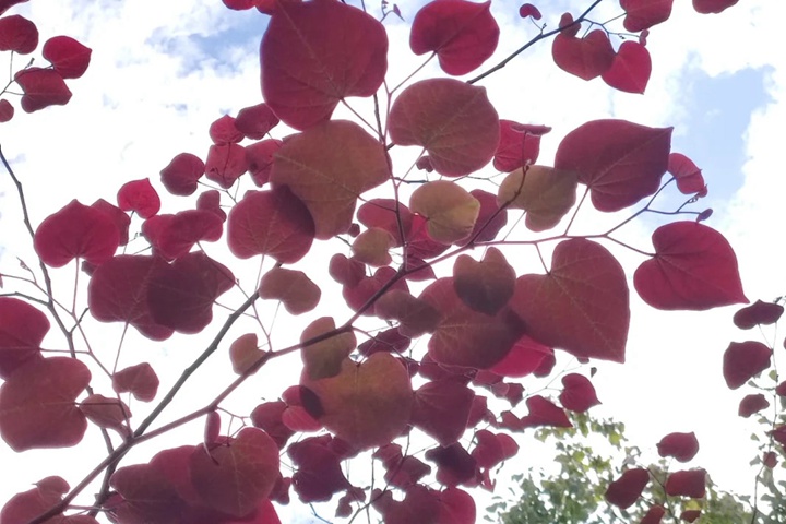 紫荊花有多少種顏色？