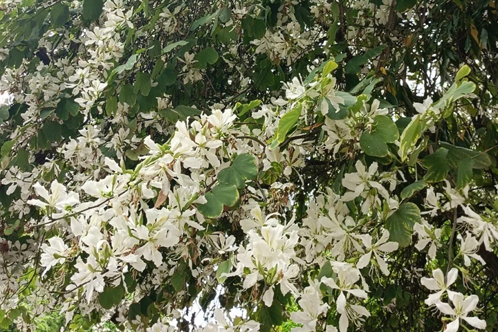紫荊花有多少種顏色？