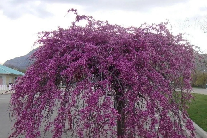 紫荊花有多少種顏色？