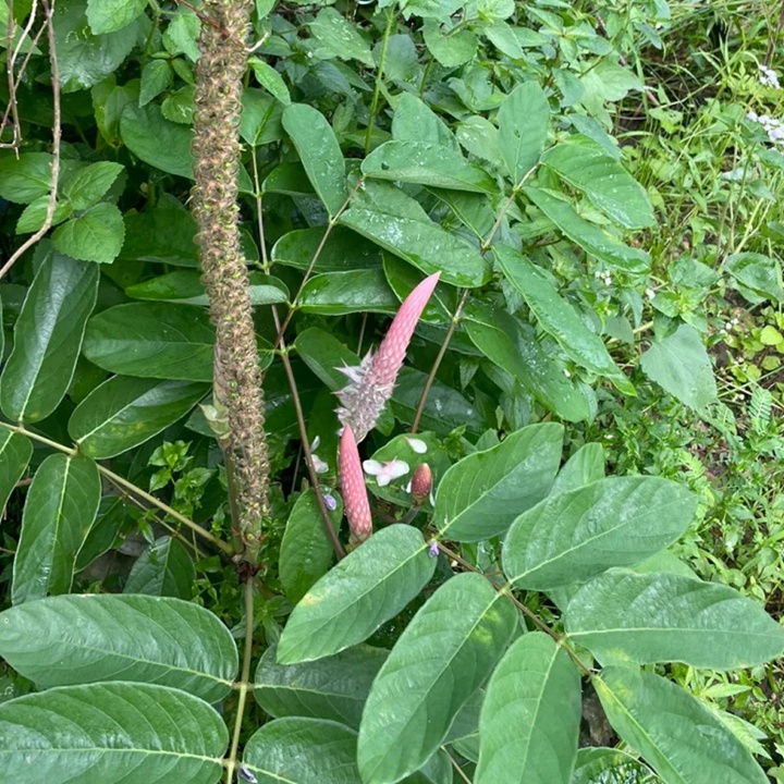 貓尾草如何養(yǎng)護(hù)才能開花更好？