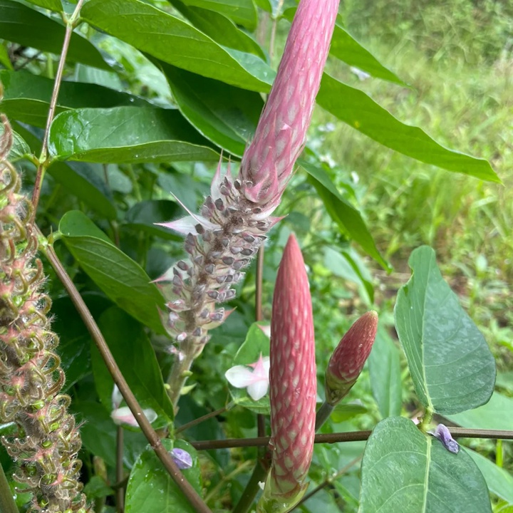 貓尾草如何養(yǎng)護(hù)才能開花更好？
