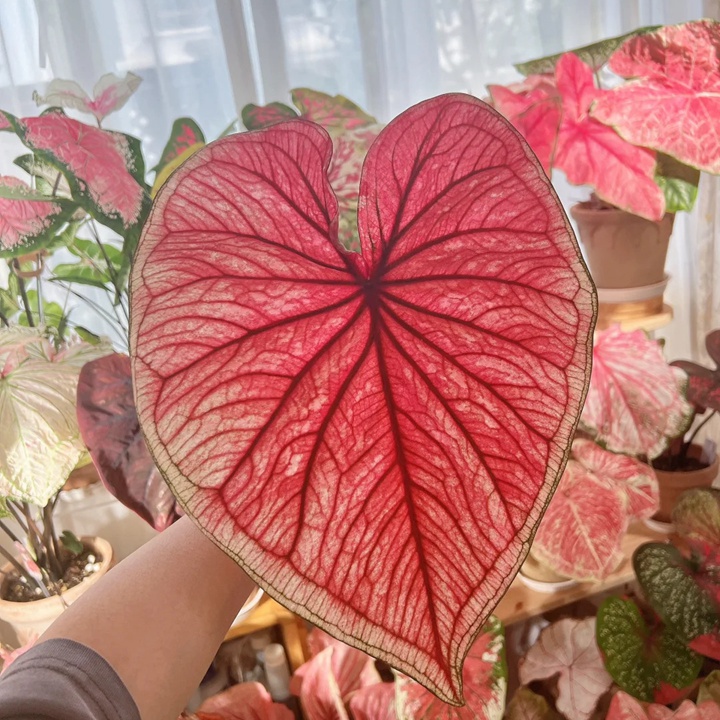 彩葉芋的養(yǎng)殖方法和注意事項大全
