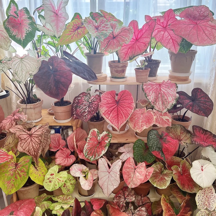 彩葉芋的養(yǎng)殖方法和注意事項大全