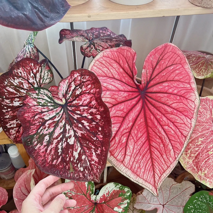 彩葉芋的養(yǎng)殖方法和注意事項大全