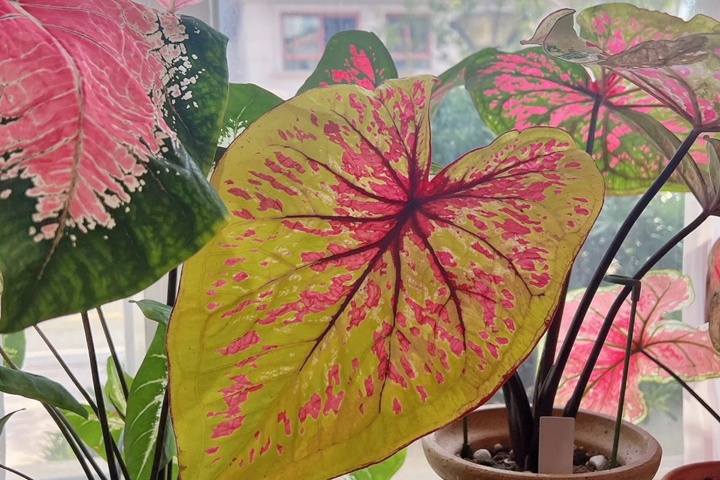 彩葉芋的養(yǎng)殖方法和注意事項大全