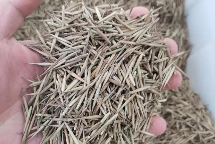 毛竹種子多長時間發(fā)芽