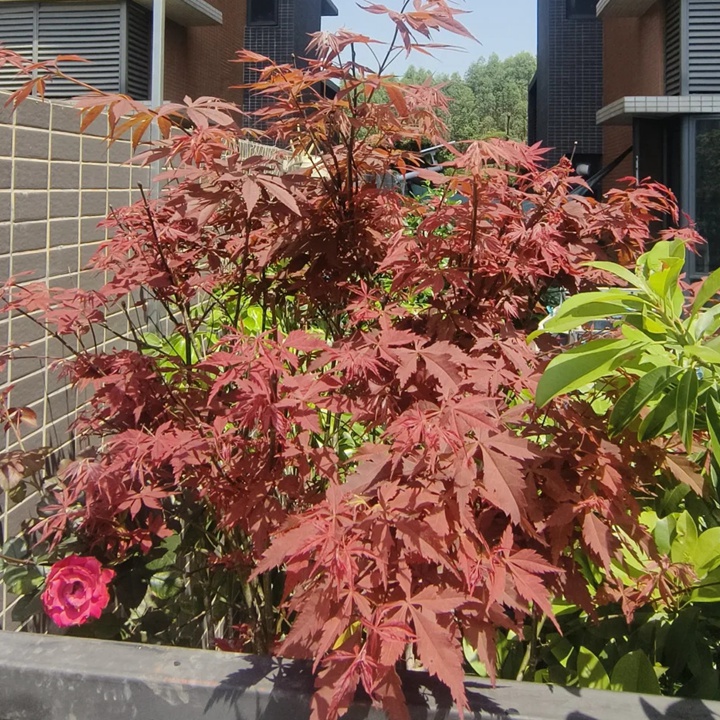 紅楓在廣東可以種植嗎？