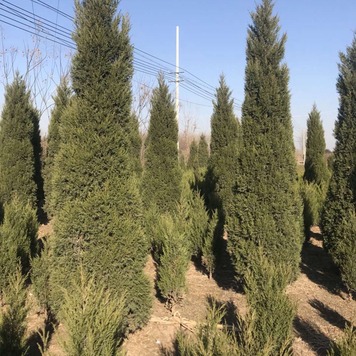 柏樹一般種在什么地方？哪些地方適合種柏樹