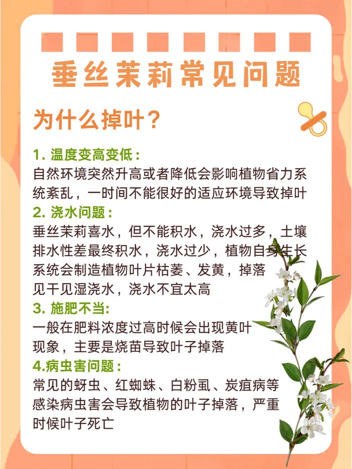 垂絲茉莉如何來養(yǎng)護(hù)