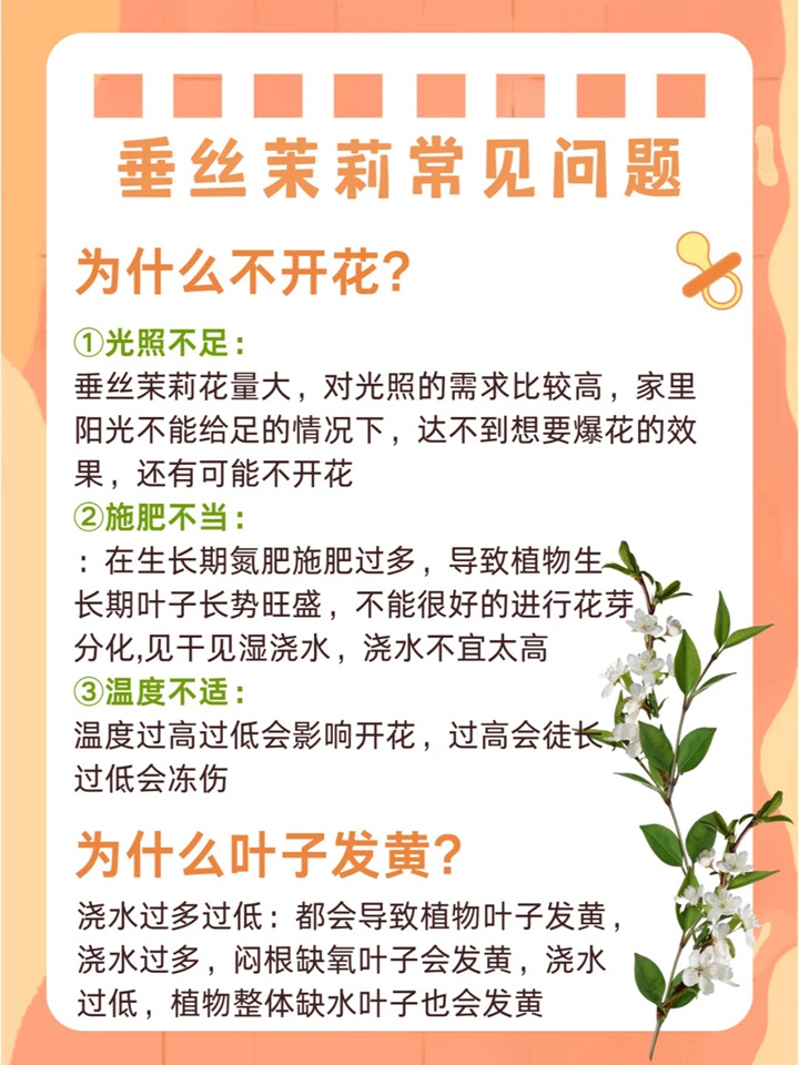垂絲茉莉如何來養(yǎng)護(hù)