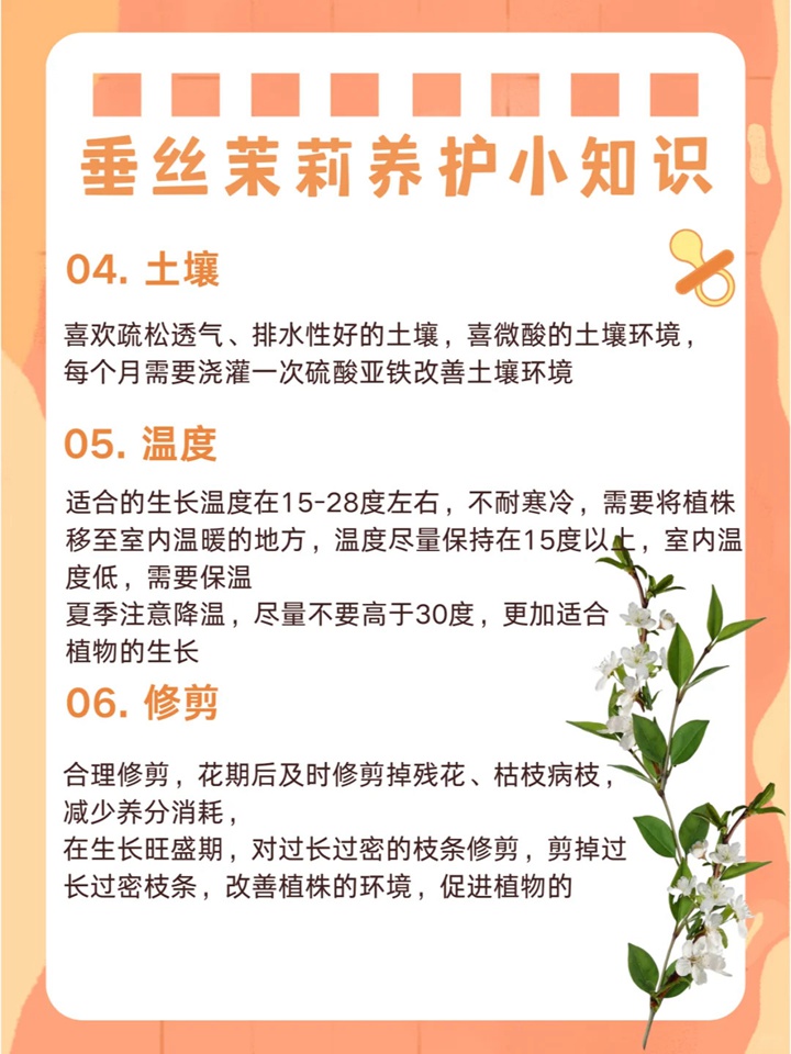 垂絲茉莉如何來養(yǎng)護(hù)